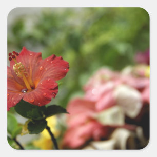 South Pacific, French Polynesia, Society 2 Square Sticker