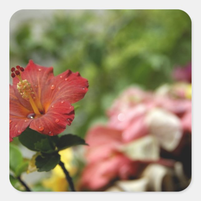 South Pacific, French Polynesia, Society 2 Square Sticker (Front)