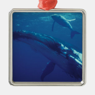 South Pacific, Tonga. humpback whale and calf Metal Tree Decoration