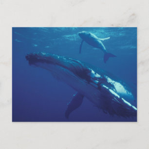 South Pacific, Tonga. humpback whale and calf Postcard