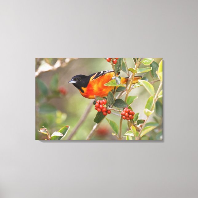 South Padre Island, Texas, USA, Baltimore Oriole Canvas Print (Front)
