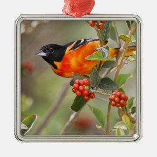 South Padre Island, Texas, USA, Baltimore Oriole Metal Tree Decoration
