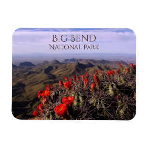 South Rim, Cactus Blossoms, Big Bend National Park Magnet