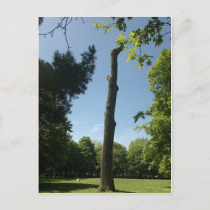 Southampton (Hoglands Park) Postcard