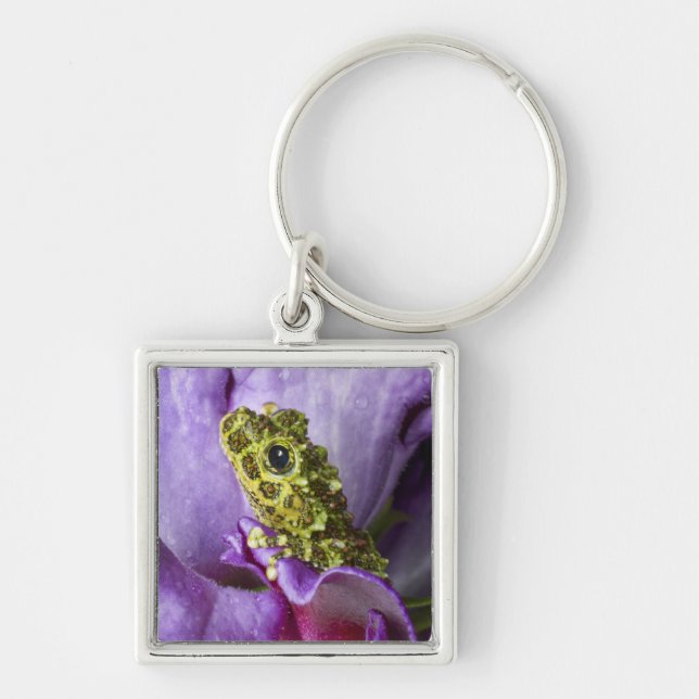 Southeast Vietnam. Close-up of mossy tree frog Key Ring (Front)