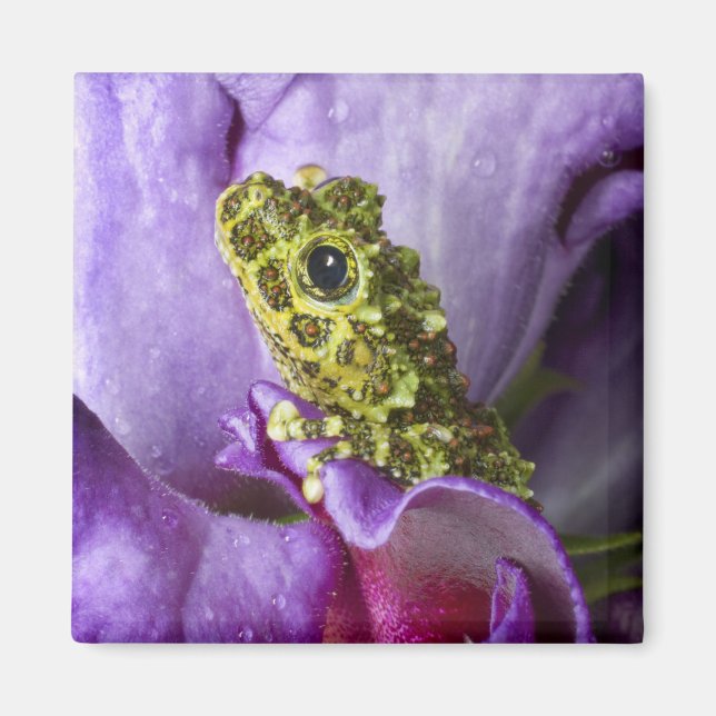 Southeast Vietnam. Close-up of mossy tree frog Magnet (Front)
