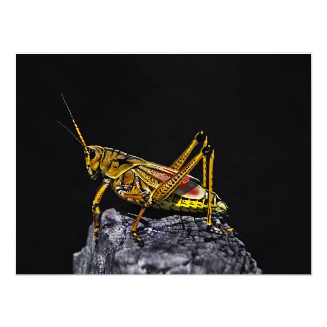 Southeastern  Lubber Grasshopper. Photo Print (Front)