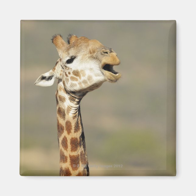 Southern African giraffe (Giraffa camelopardalis Magnet (Front)