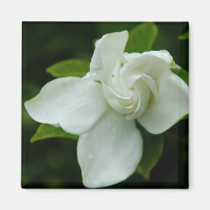 Southern Belle Magnet