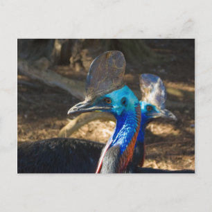 Southern Cassowary Postcard