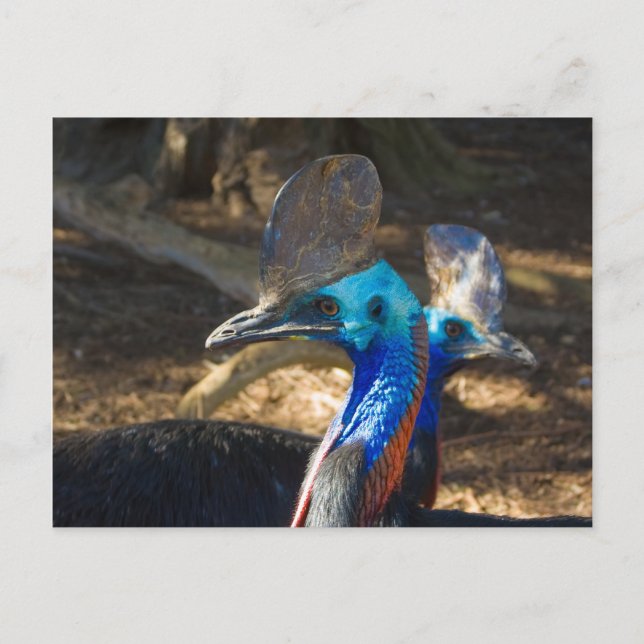 Southern Cassowary Postcard (Front)