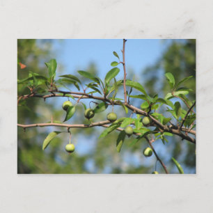 Southern Crabapple Fruit Postcard