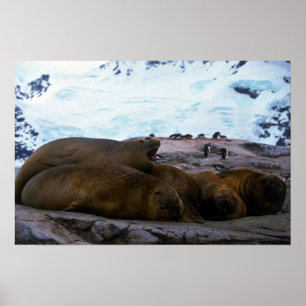 Southern Elephant Seals Poster