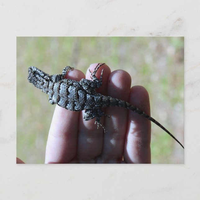 Southern Fence Lizard Postcard (Front)