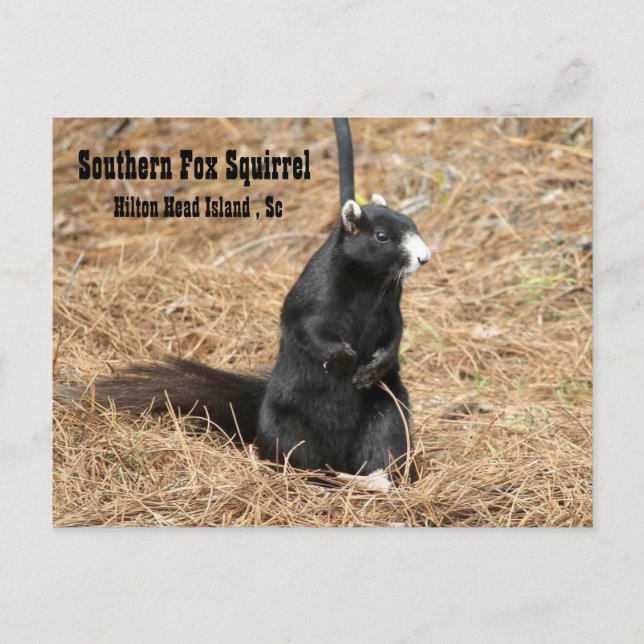 Southern Fox Squirrel Postcard (Front)