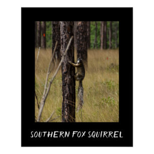 Southern Fox Squirrel Protected Species Poster