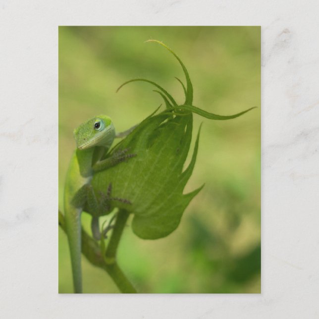 Southern Greens Postcard (Front)