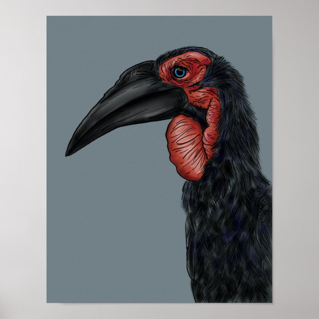 Southern Ground Hornbill Illustration Poster (Front)