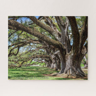 Southern Live Oak Trees of Louisiana Jigsaw Puzzle