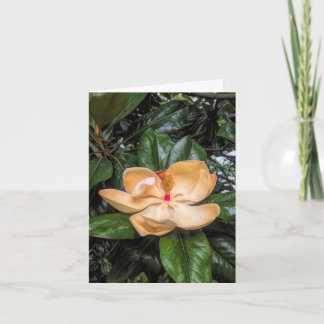 Southern Magnolia2@Stenton House Museum & Garden Thank You Card