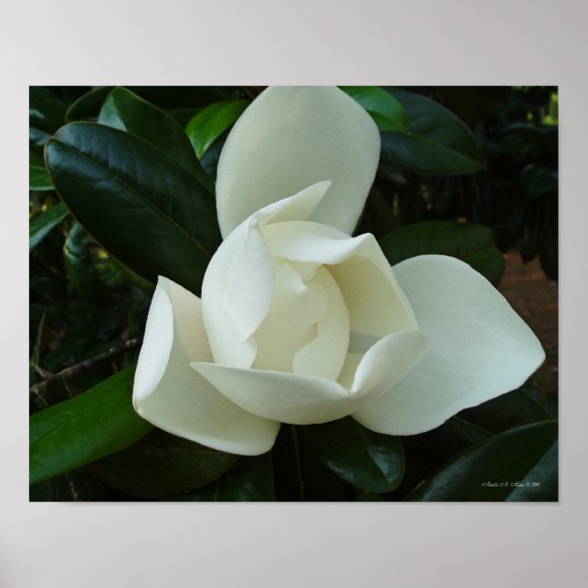 Southern Magnolia 3 Poster (Front)