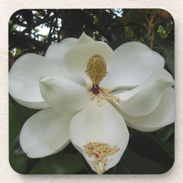 Southern Magnolia Blossom Coaster Set (Front)