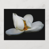 southern magnolia centre stage