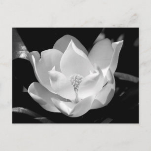 Southern Magnolia Postcard