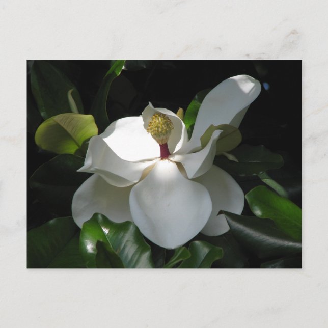 Southern Magnolia Postcard (Front)