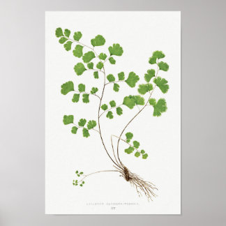 Southern Maidenhair Fern Vintage Illustration Poster