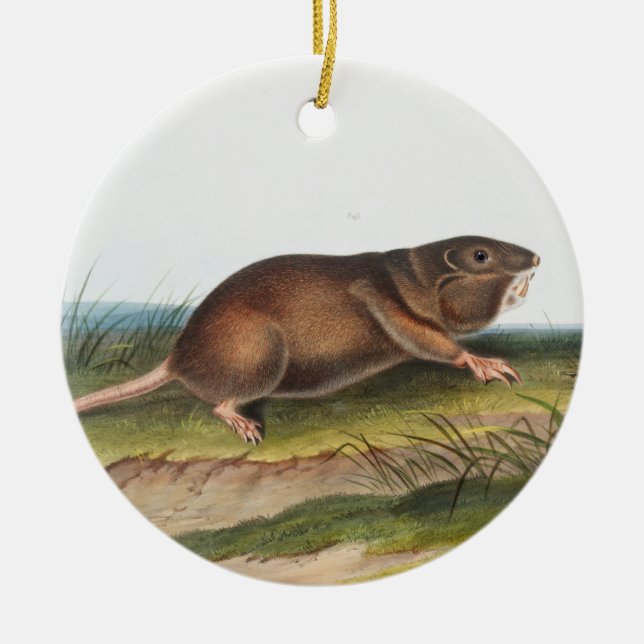 Southern Pouched Rat, Shrew Mole Illustration Ceramic Tree Decoration (Front)