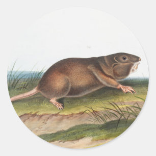 Southern Pouched Rat, Shrew Mole Illustration Classic Round Sticker