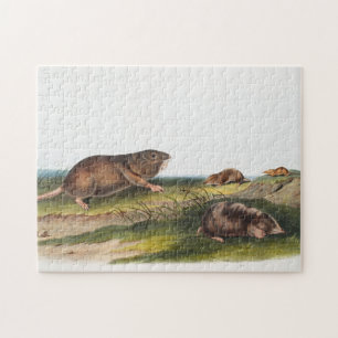 Southern Pouched Rat, Shrew Mole Illustration Jigsaw Puzzle
