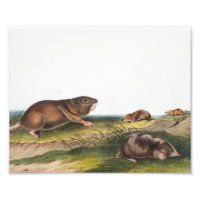 Southern Pouched Rat, Shrew Mole Illustration 