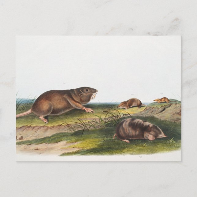 Southern Pouched Rat, Shrew Mole Illustration Postcard (Front)