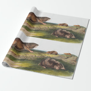 Southern Pouched Rat, Shrew Mole Illustration Wrapping Paper