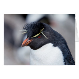 Southern Rockhopper Penguin