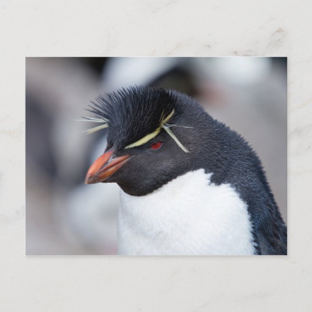 Southern Rockhopper Penguin Postcard (Front)