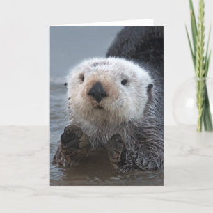 Southern Sea Otter (Enhydra lutris) Card