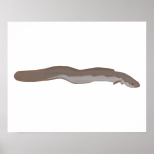Southern Shortfin Eel Poster