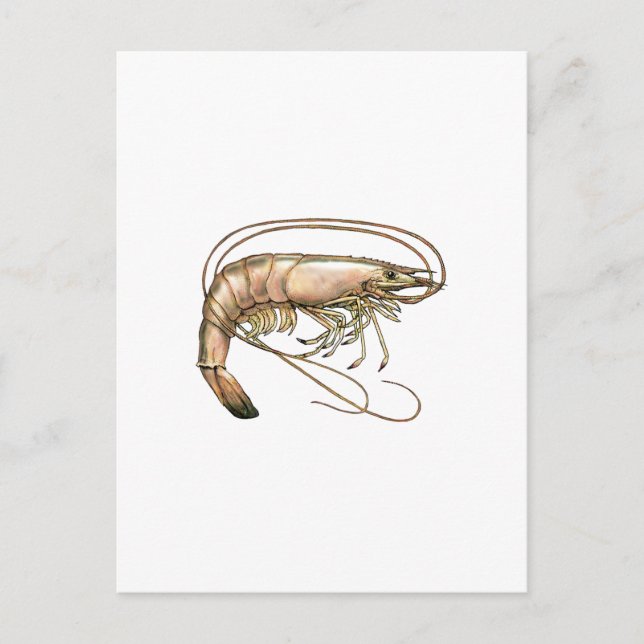 Southern Shrimp Art Postcard (Front)