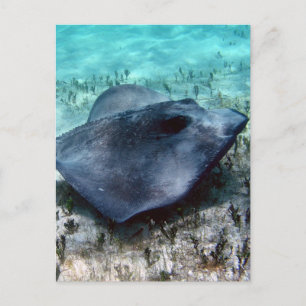 Southern Stingray Postcard