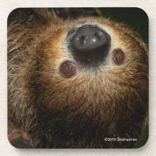 Southern Two-Toed Sloth Coaster
