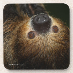 Southern Two-Toed Sloth Coaster