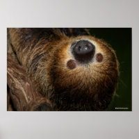 Southern Two-Toed Sloth