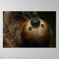 Southern Two-Toed Sloth