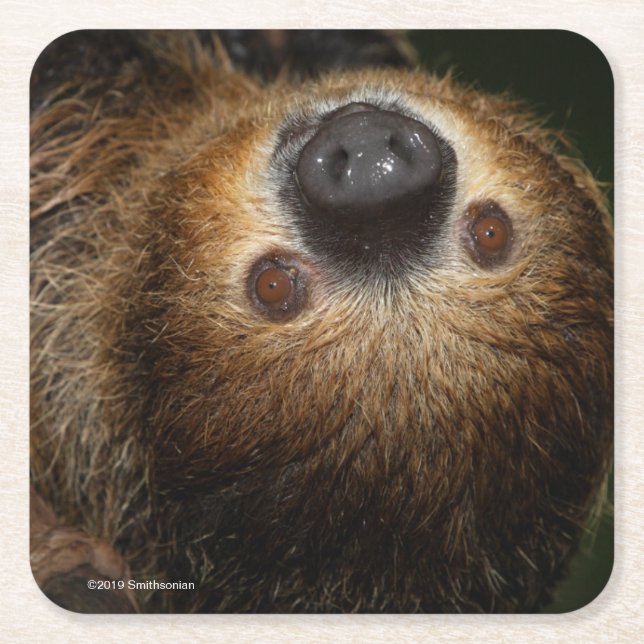 Southern Two-Toed Sloth Square Paper Coaster (Front)
