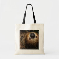 Southern Two-Toed Sloth