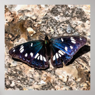 Southern White Admiral On Stone Butterfly Portrait Poster