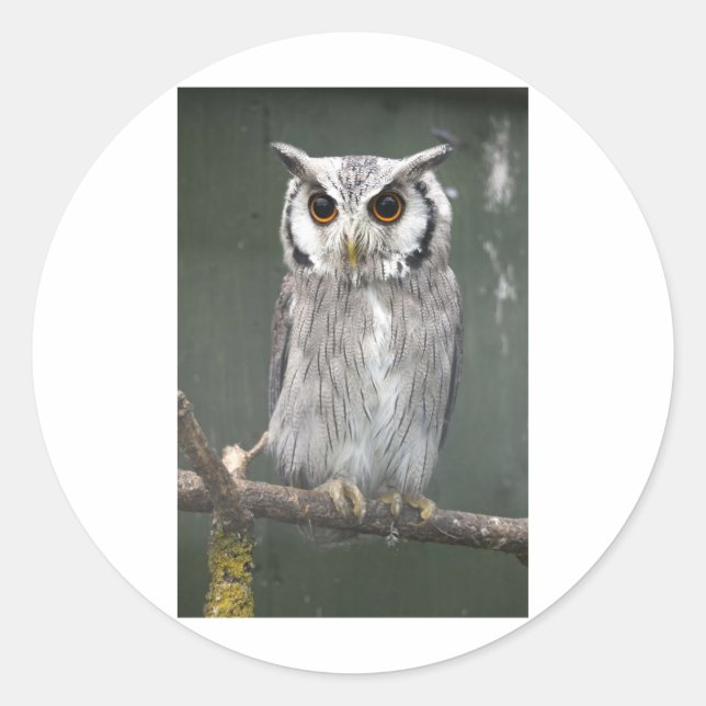 Southern White Faced Owl Classic Round Sticker (Front)